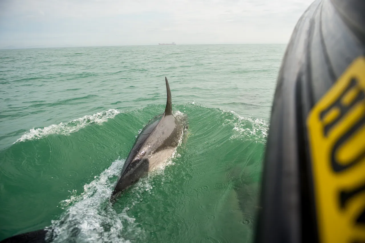 Ramsay Island Boat Trips