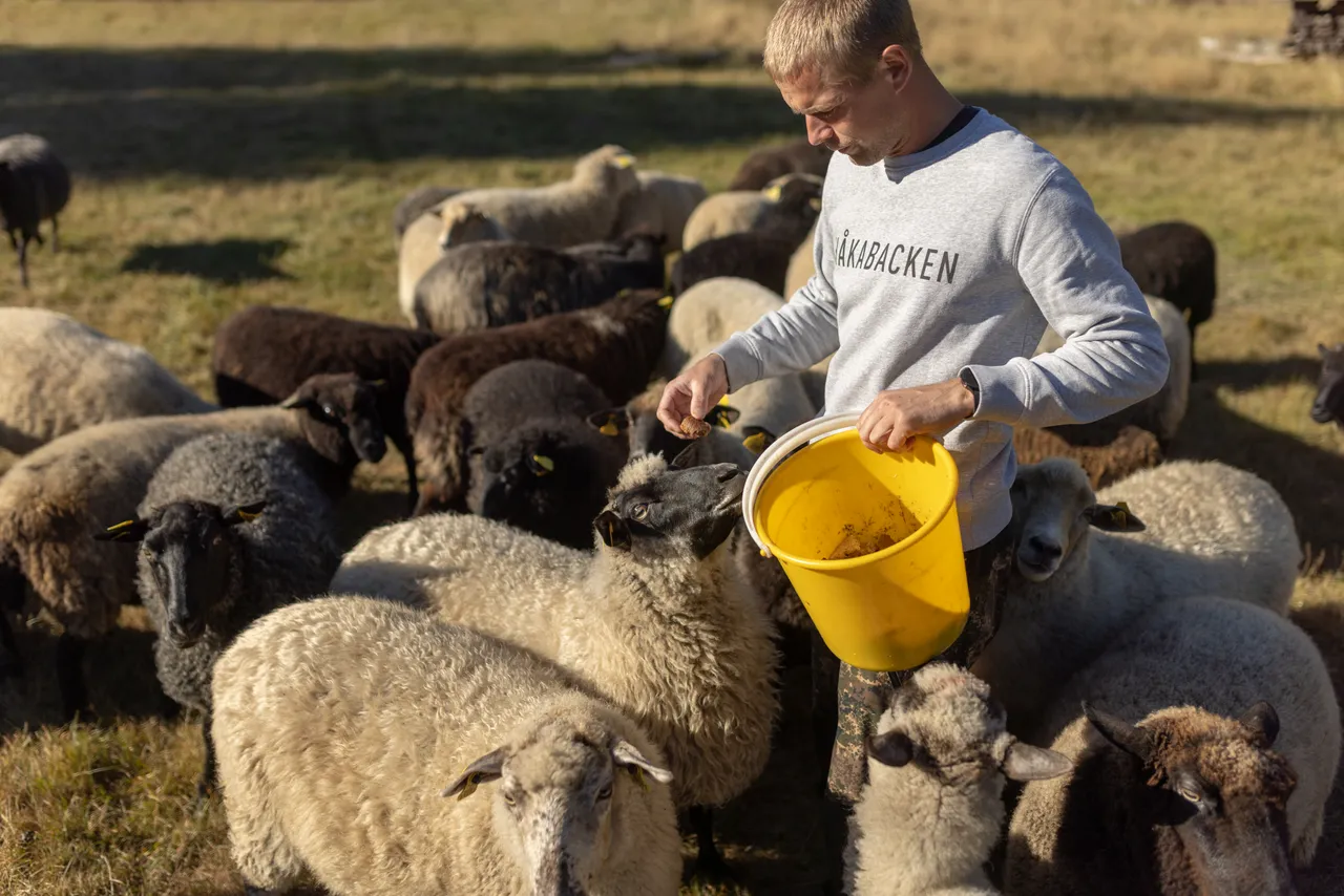 Man feeding sheep in field