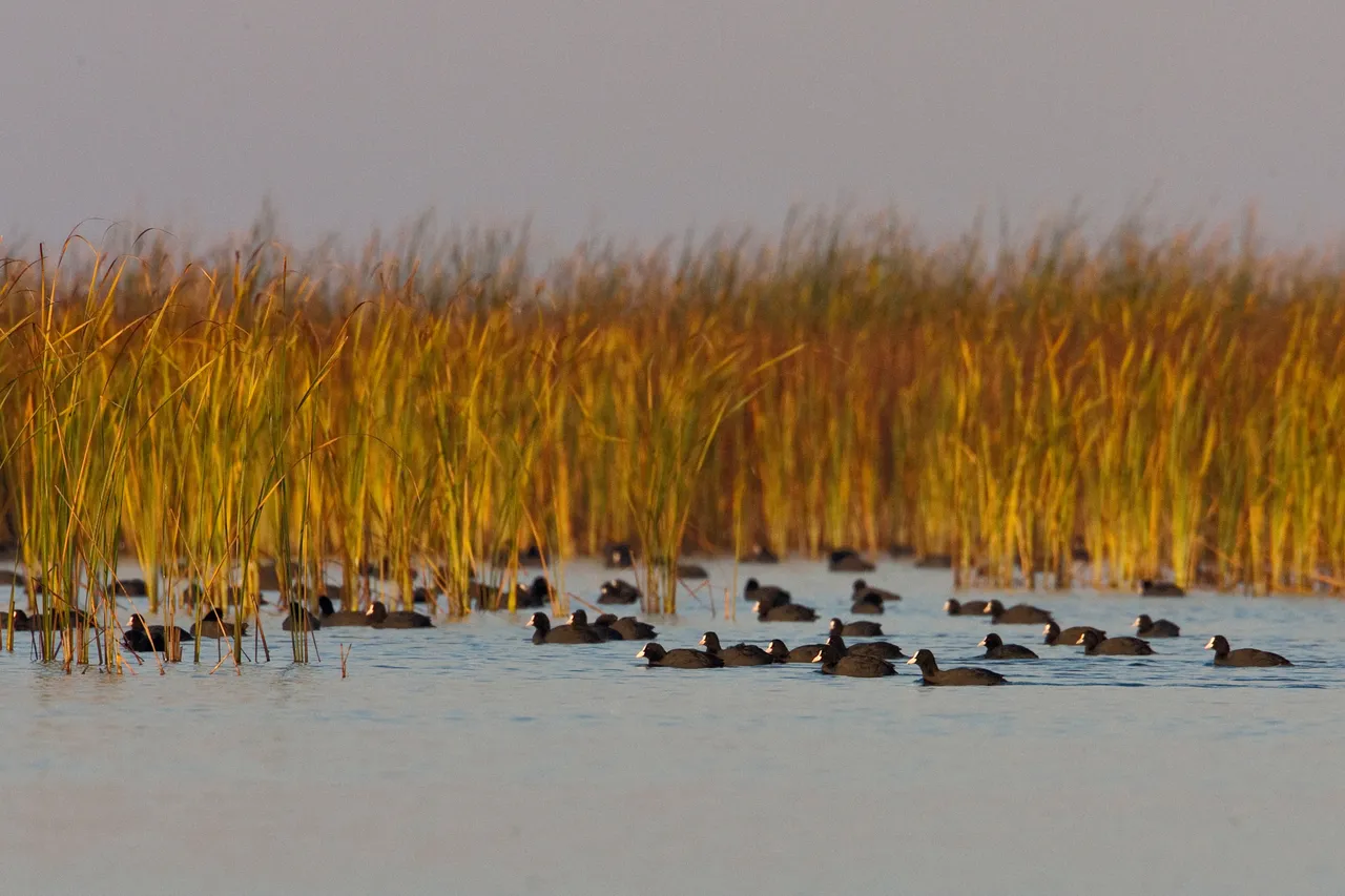 Eurasian coot