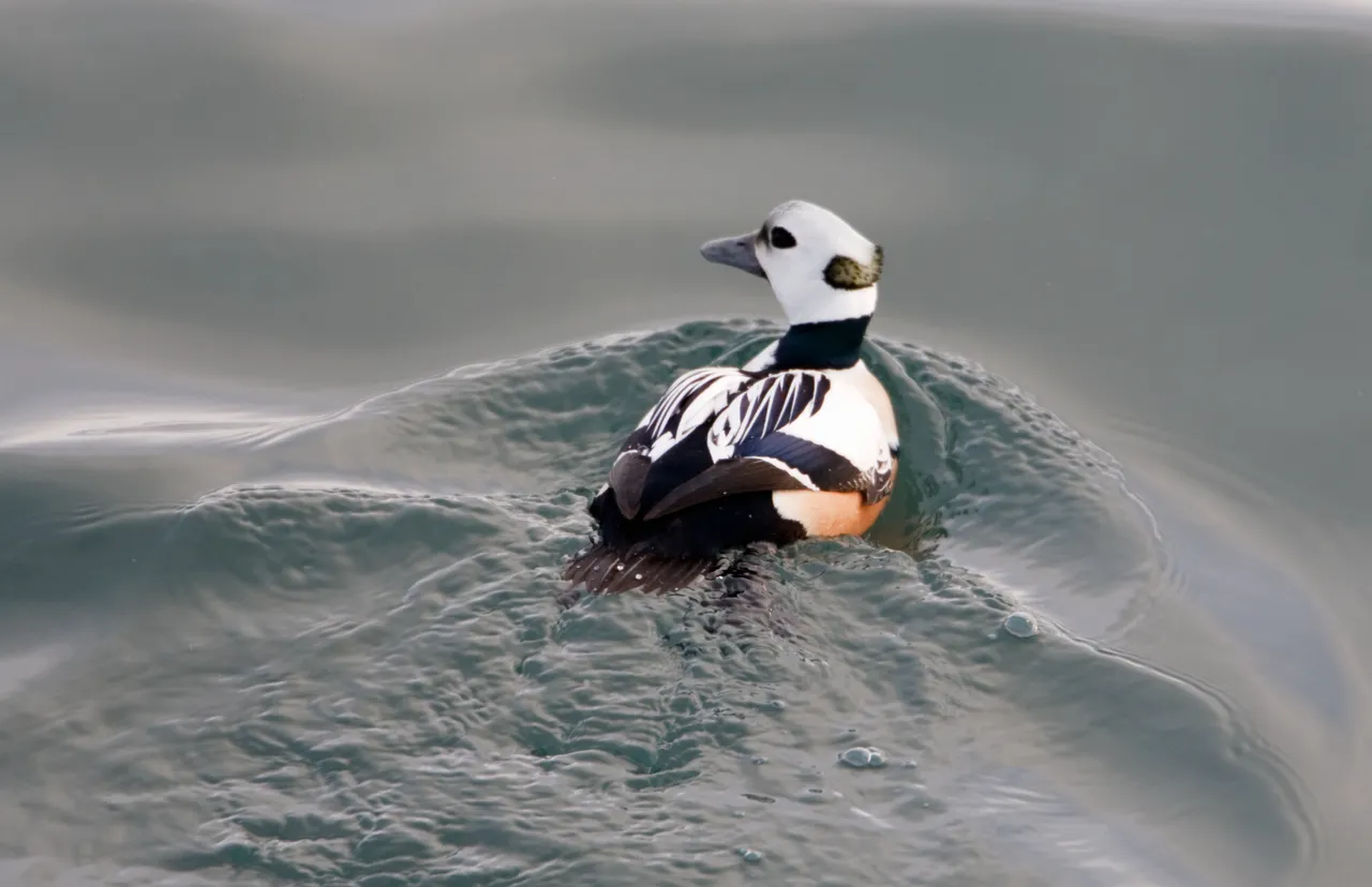 Stellers eider
