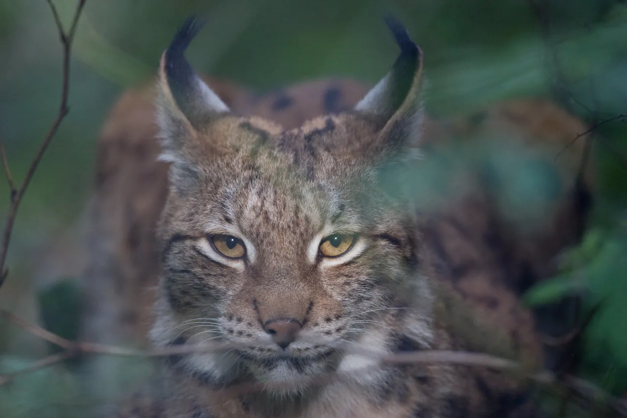 Lynx