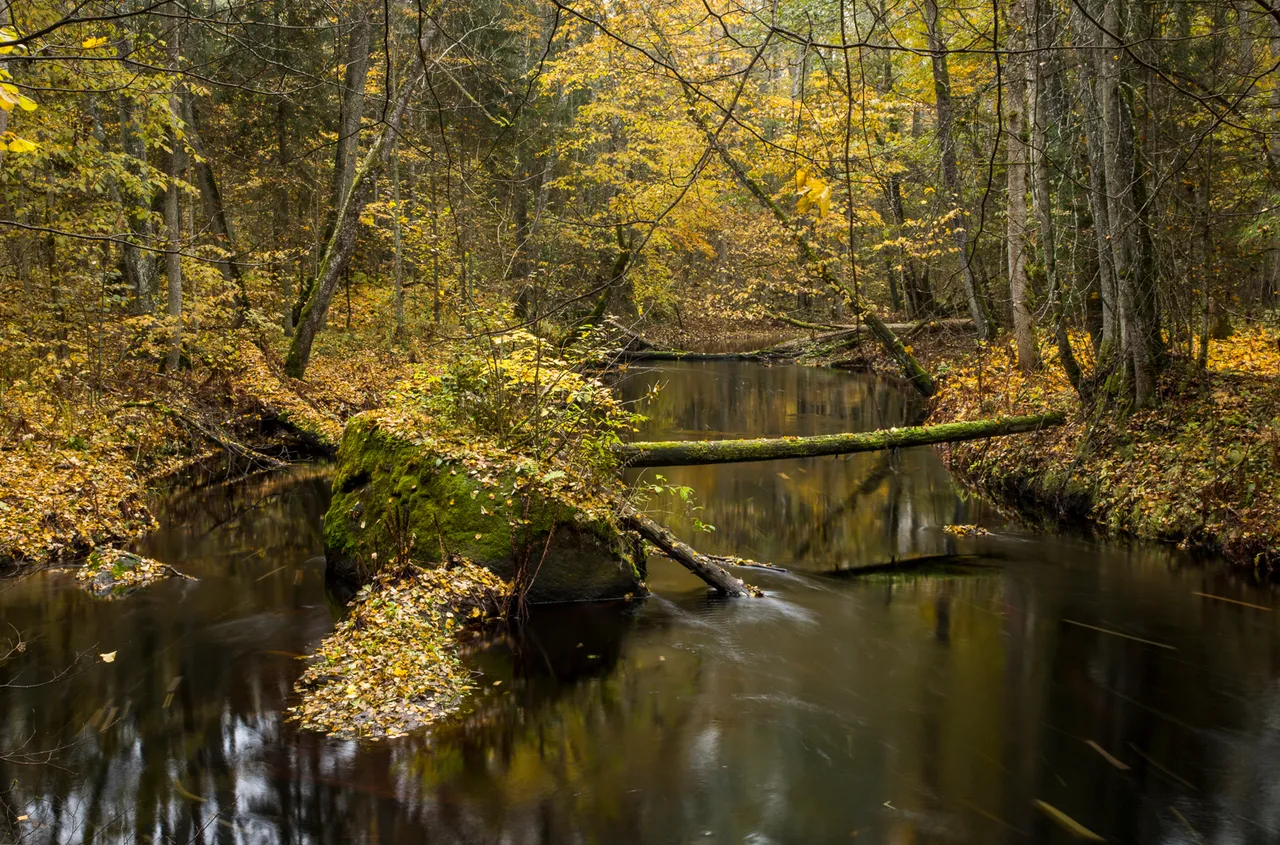 Poruni ancient forest