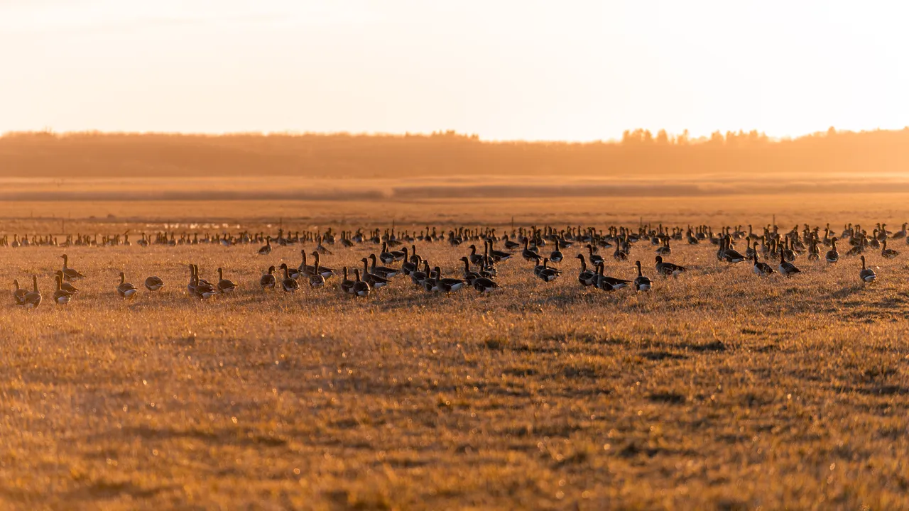 Matsalu National Park