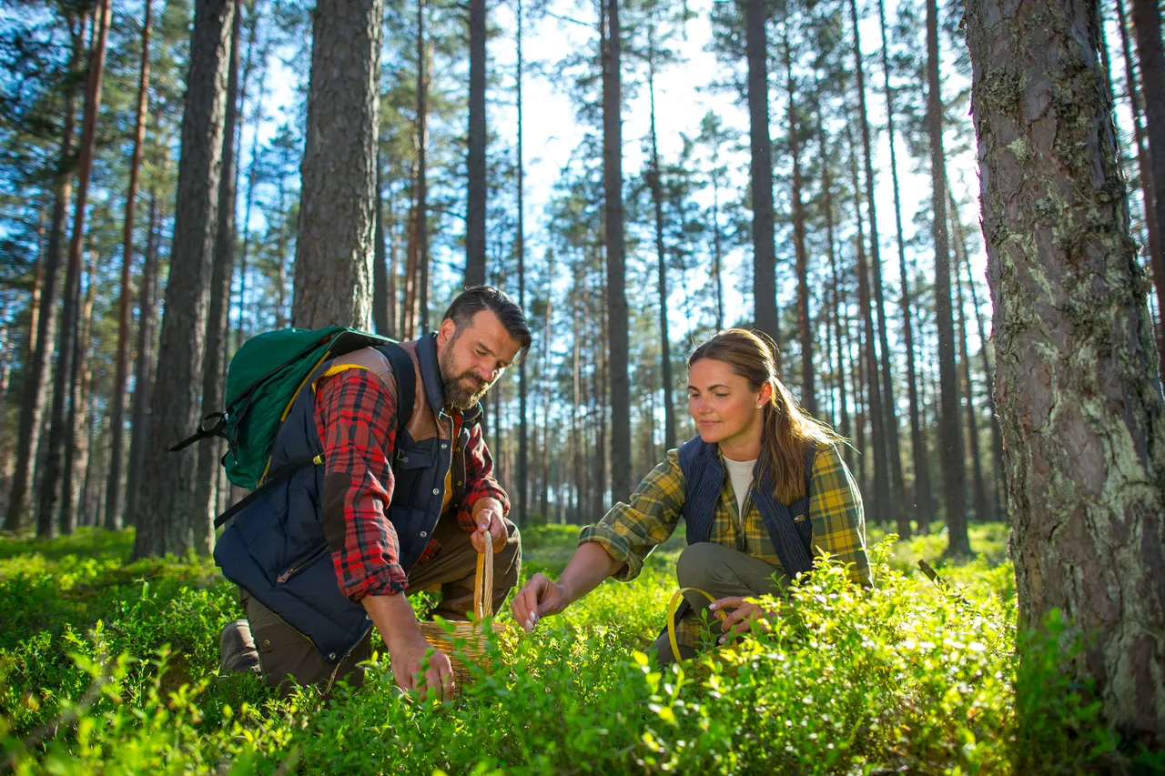 Blueberry picking