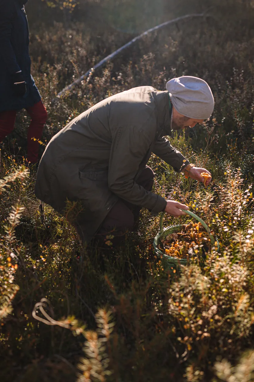 Mushroom picking