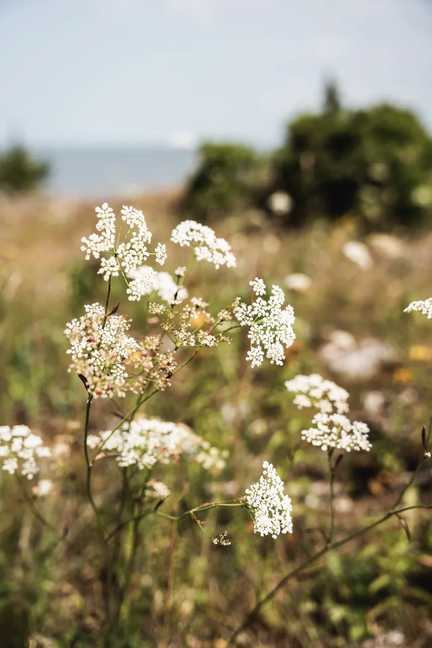 Muhu picnic on Üügu bluff
