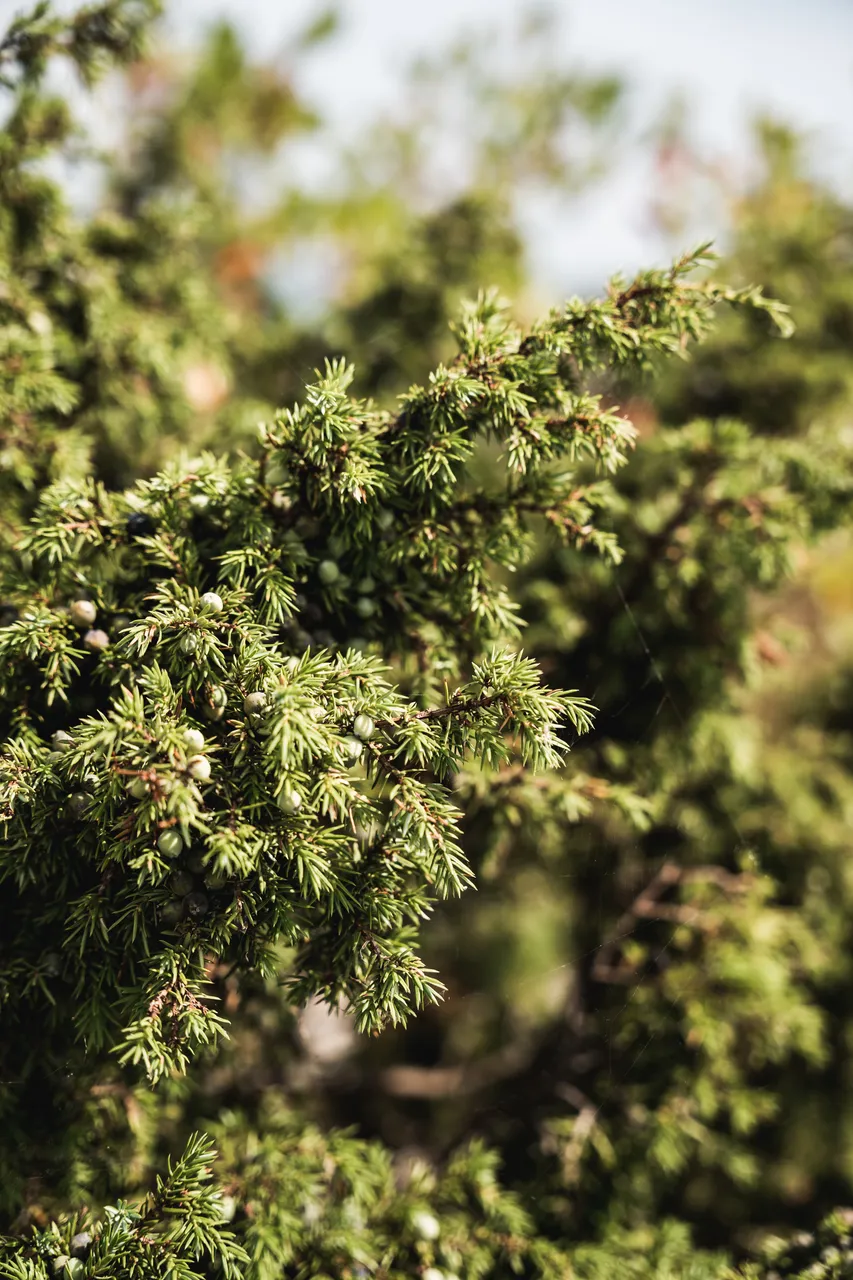 Muhu picnic on Üügu bluff
