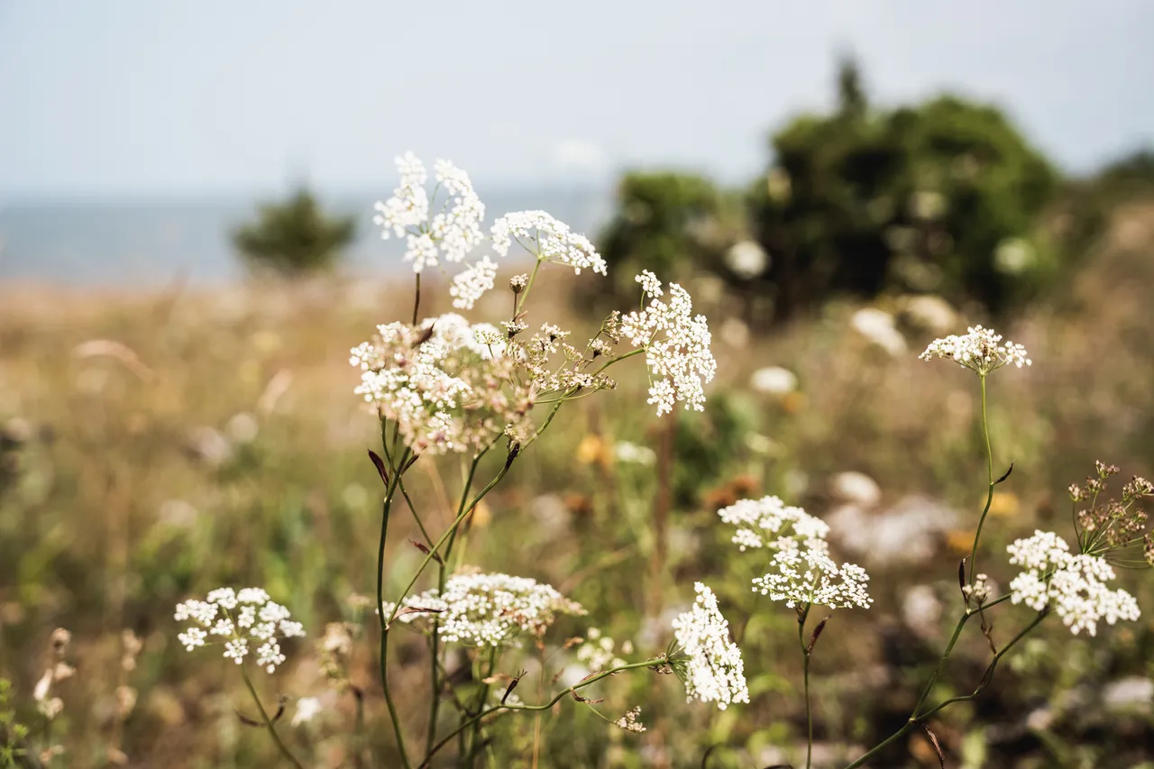 Muhu picnic on Üügu bluff