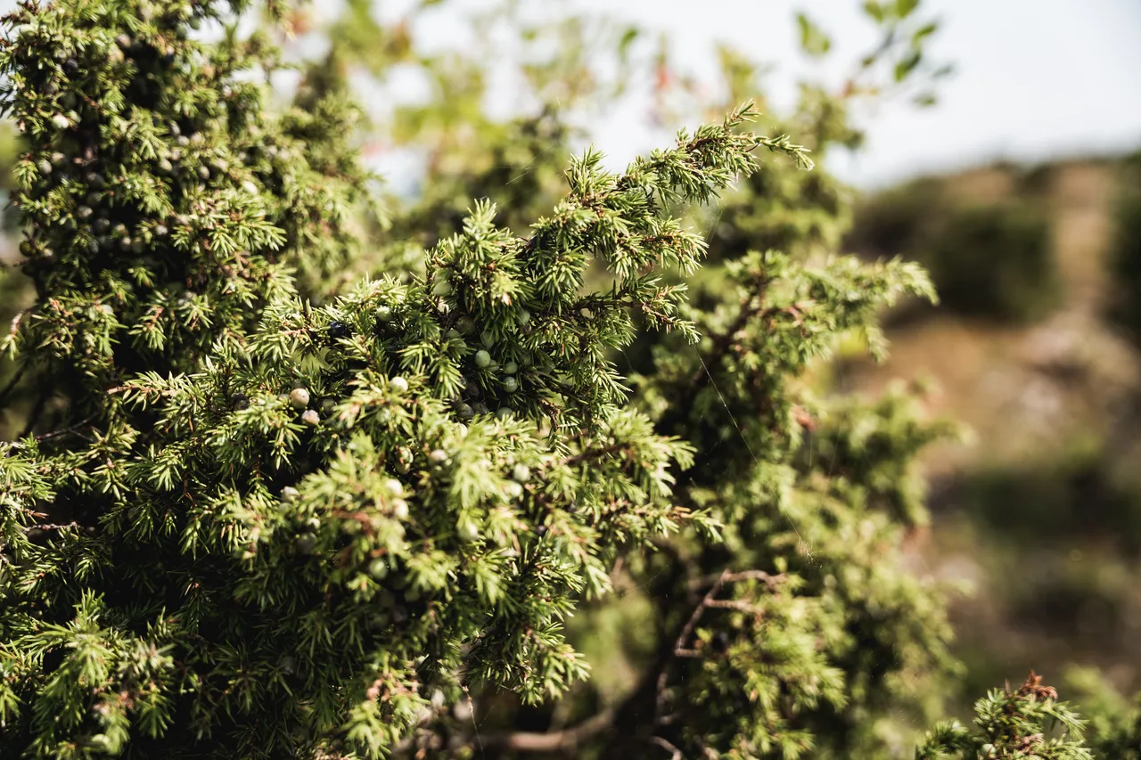 Muhu picnic on Üügu bluff