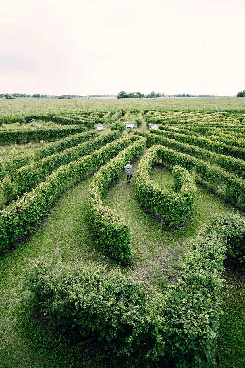 Tore Farm corn labyrinth