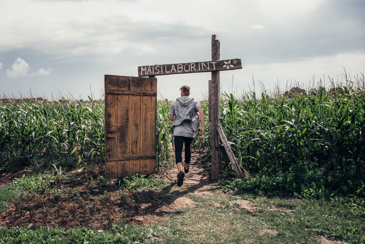 Tore Farm corn labyrinth