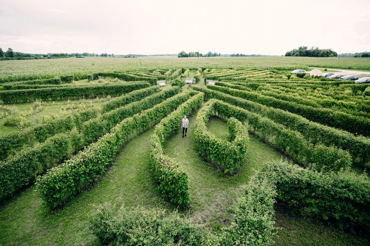 Tore Farm corn labyrinth