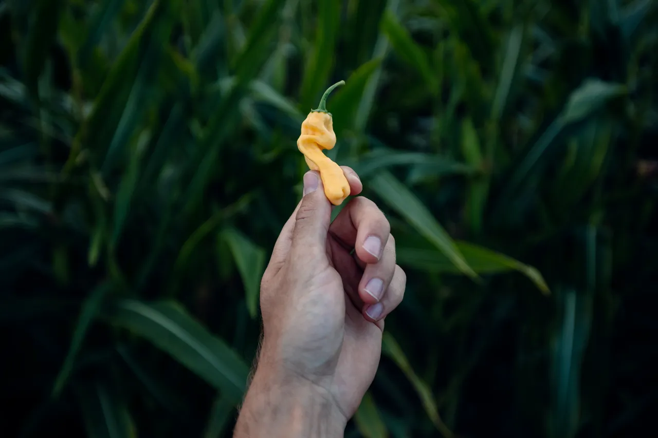 Tore Farm corn labyrinth