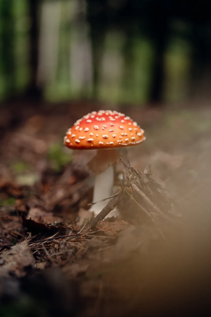 Hinniala bonfire food