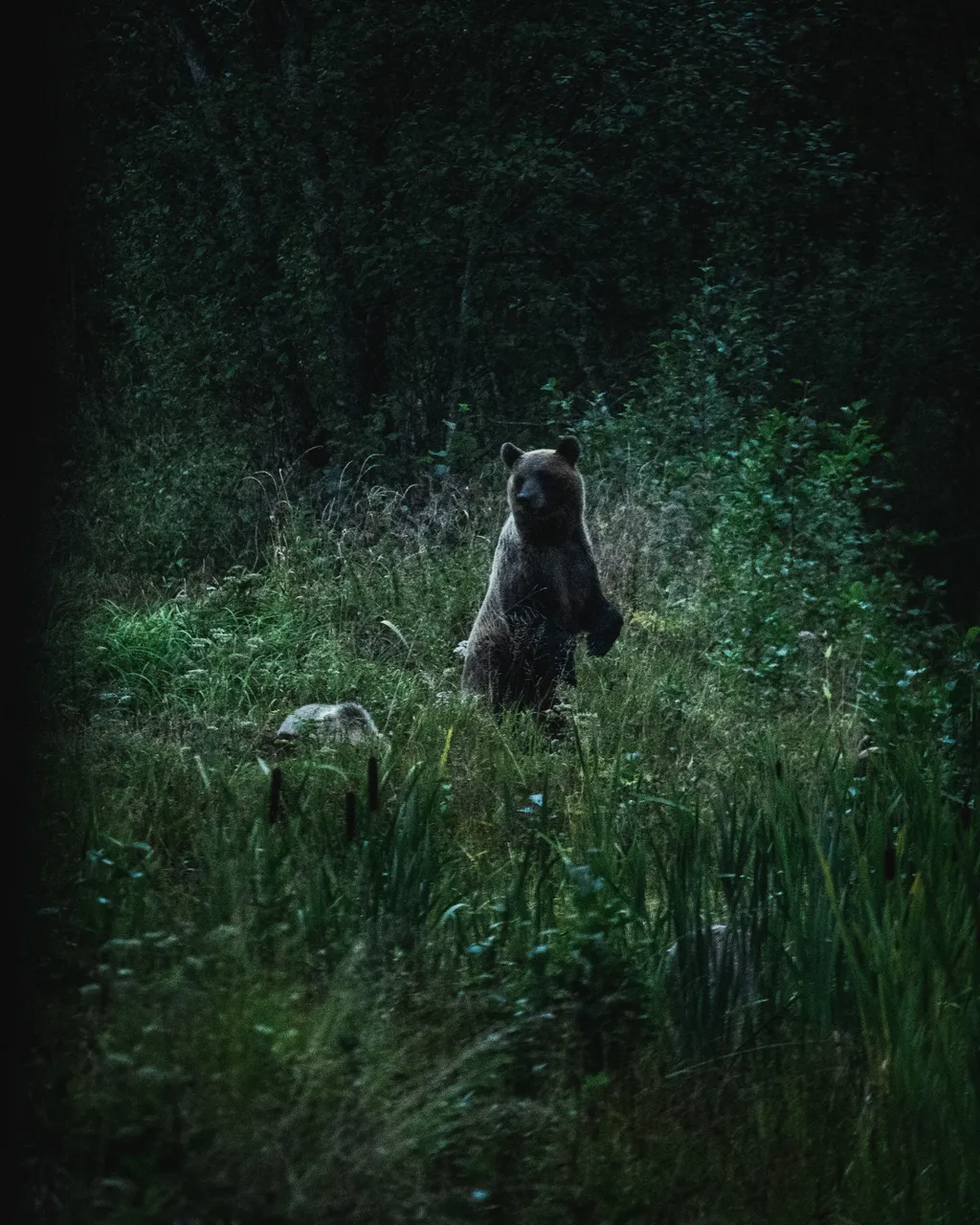 Alutaguse Bear Watching