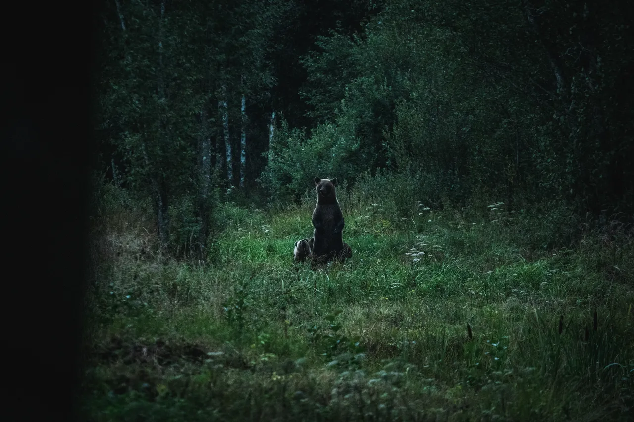Alutaguse Bear Watching