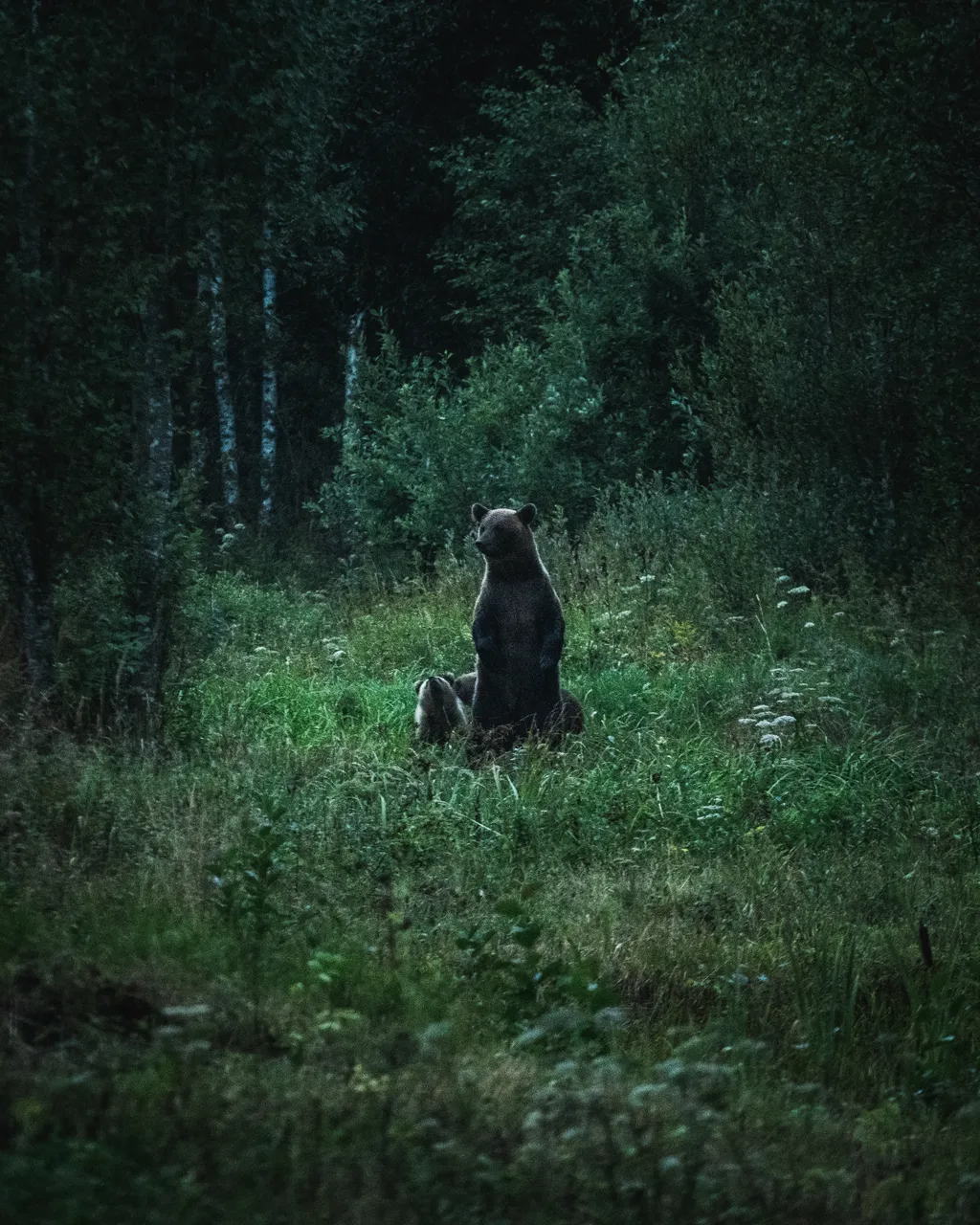Alutaguse Bear Watching