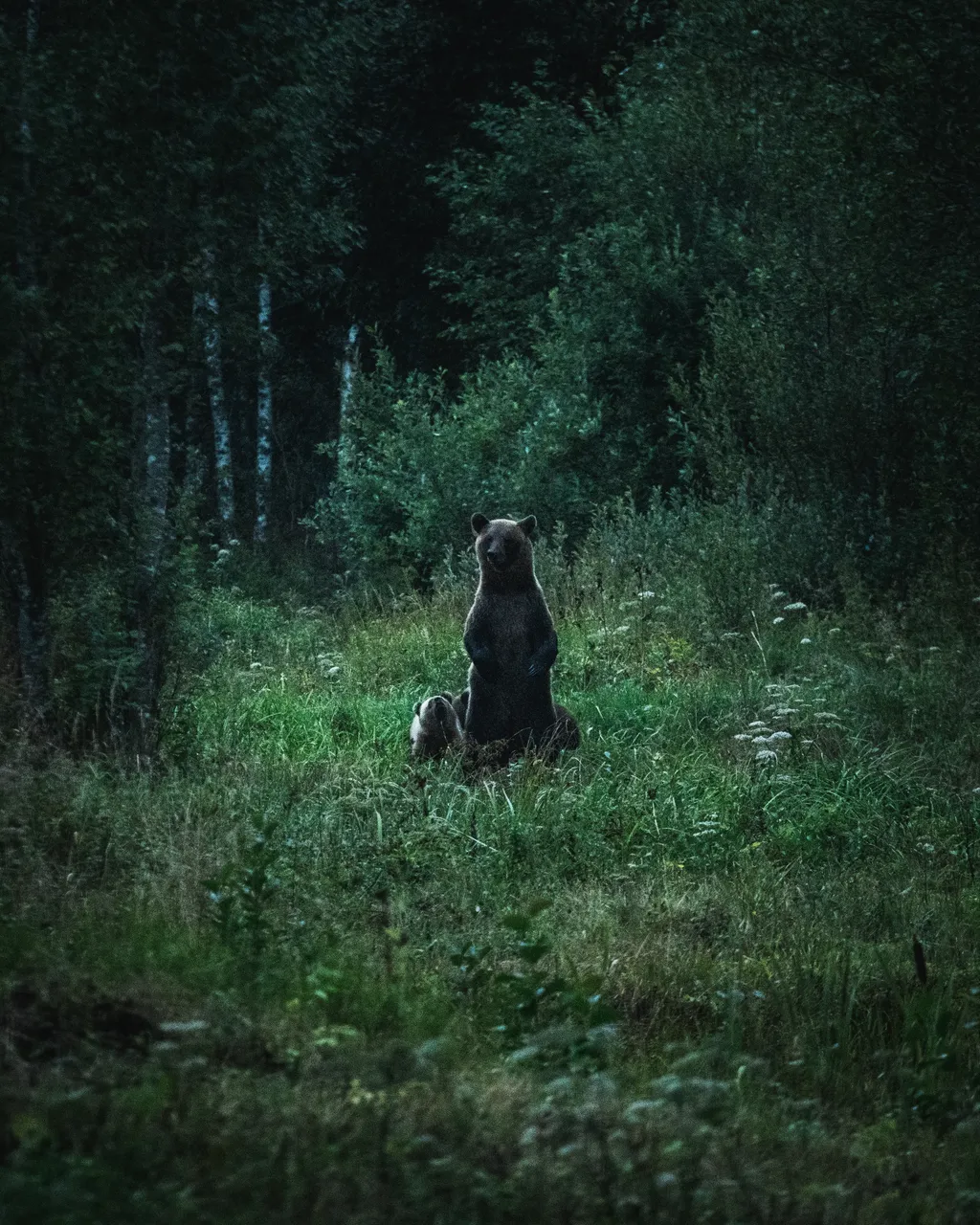 Alutaguse Bear Watching