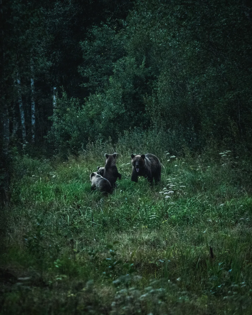 Alutaguse Bear Watching