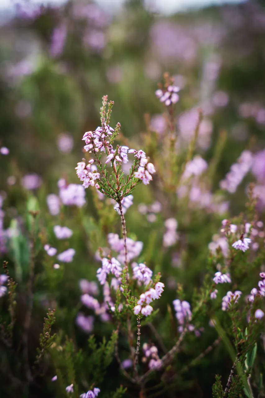 Majakivi nature trail
