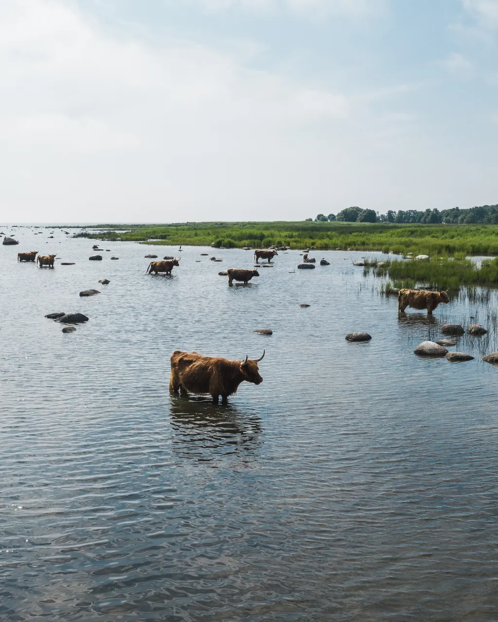 Kihnu reesuratas Travel Wheel