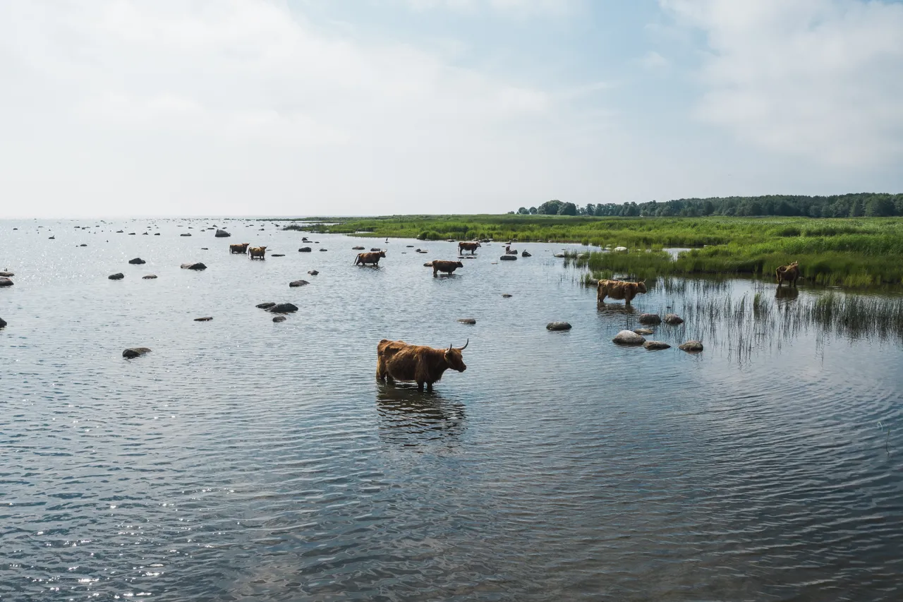 Kihnu reesuratas Travel Wheel