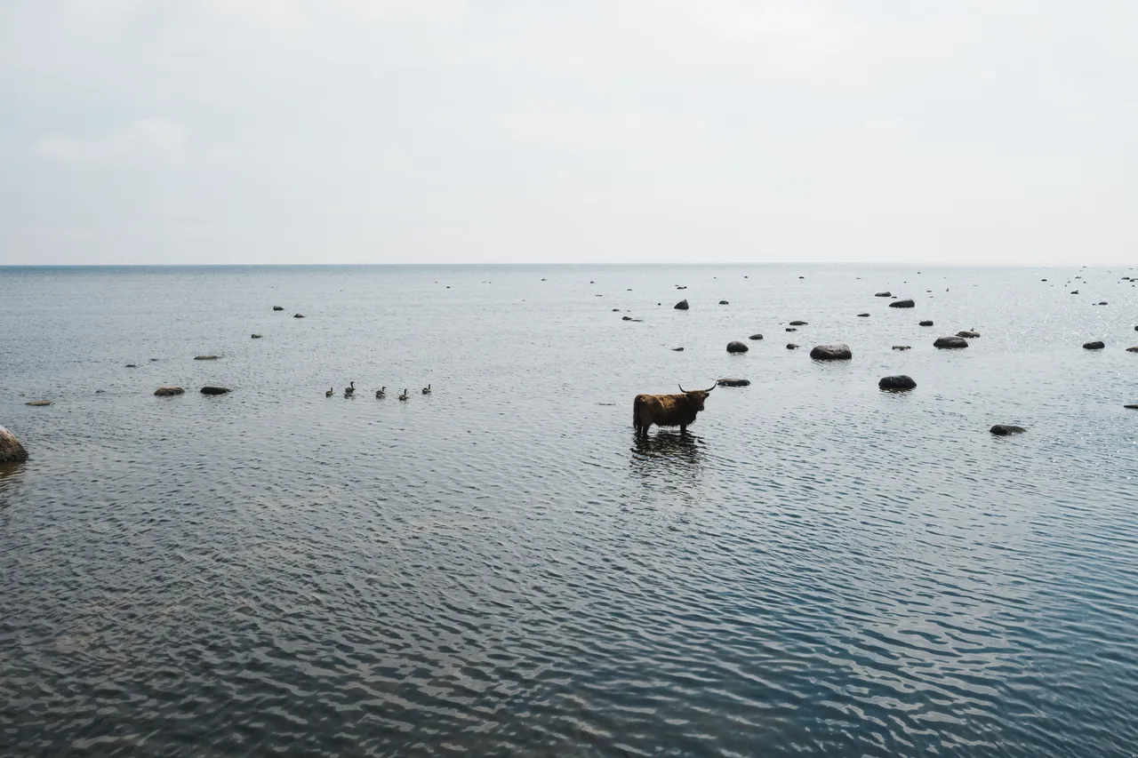 Kihnu reesuratas Travel Wheel