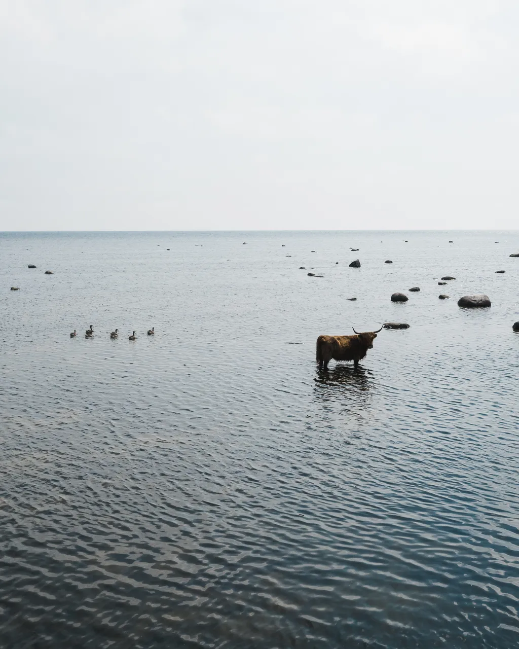 Kihnu reesuratas Travel Wheel