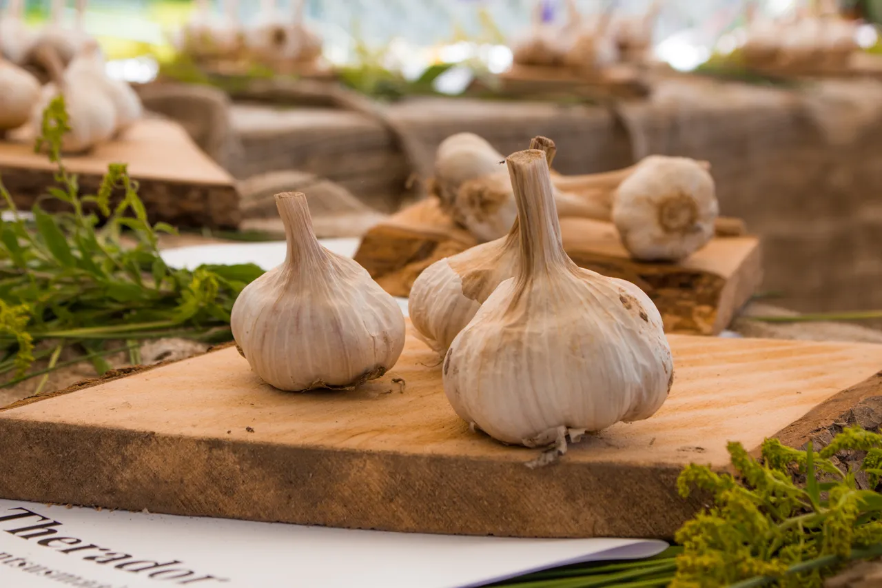Garlic Festival