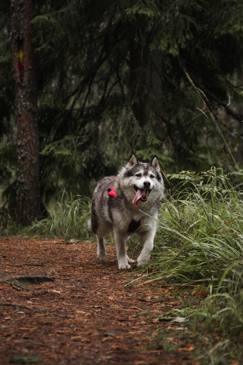 Paukjärve nature trail