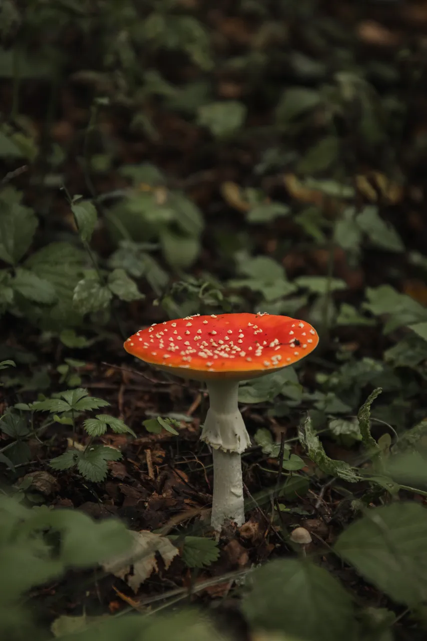 Paukjärve nature trail