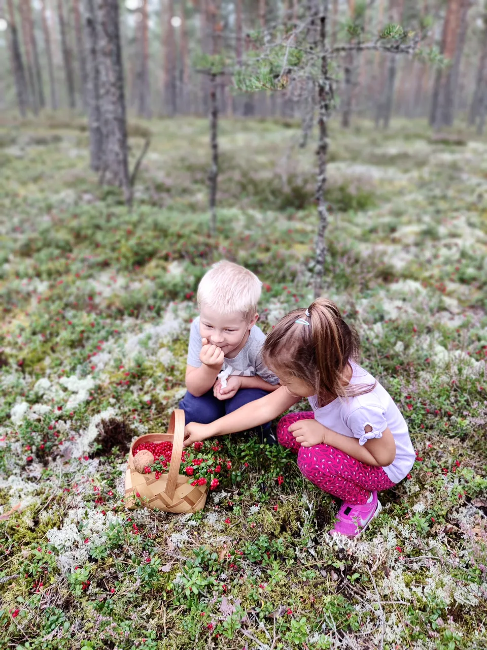 Kids picking lingonberries