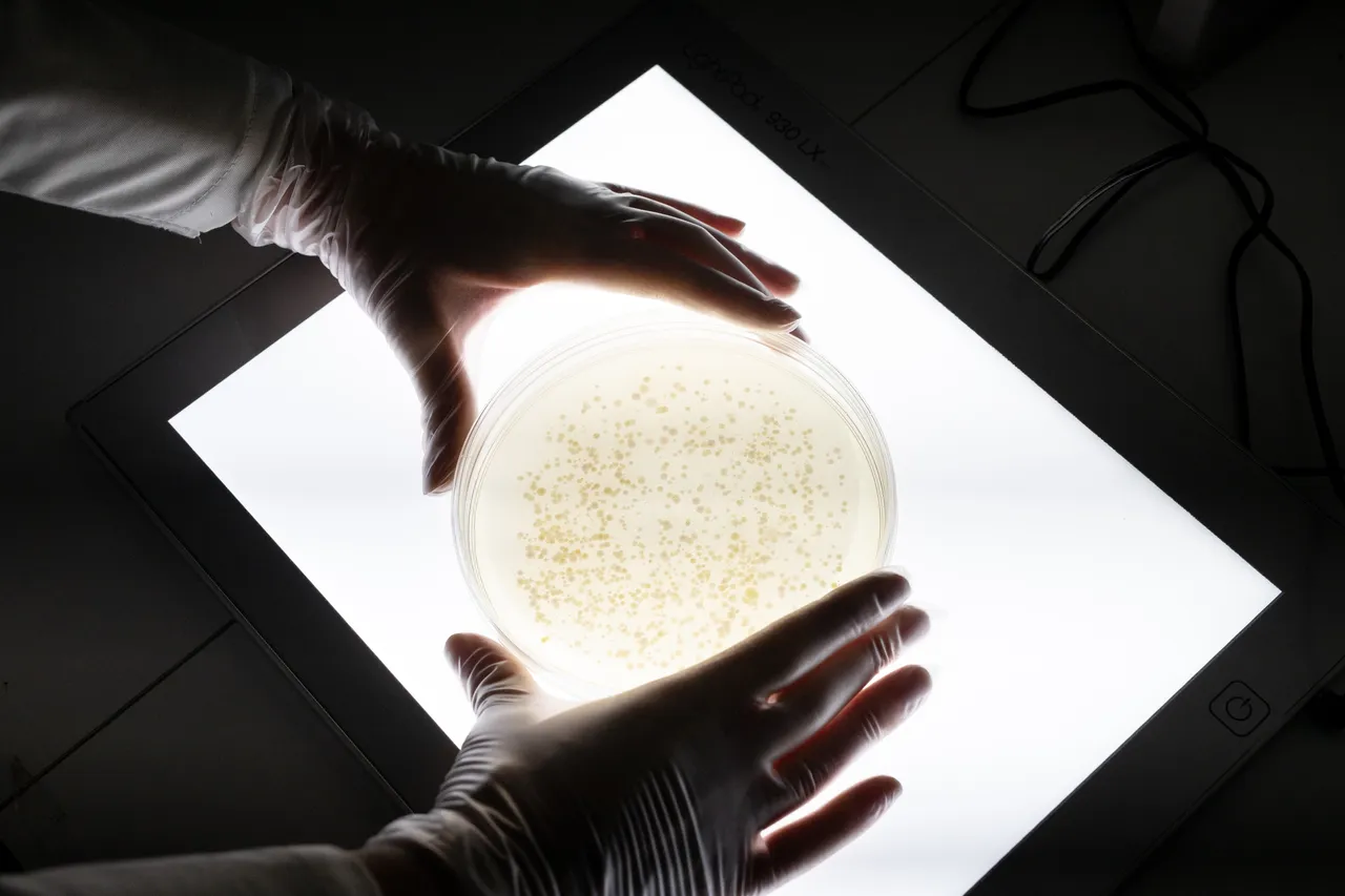 Exploring a set of bacteria on a petri dish