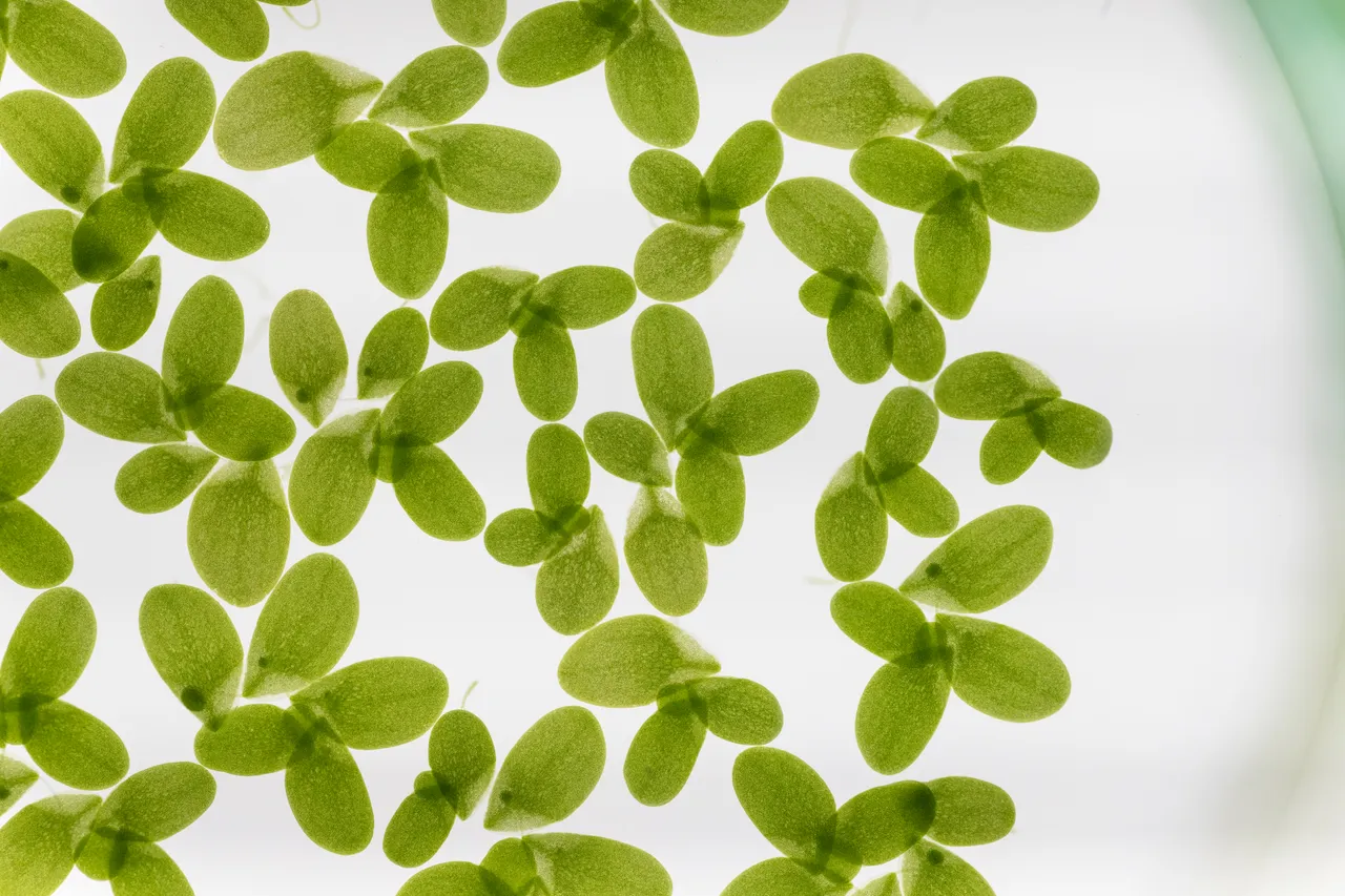 Growing common duckweed