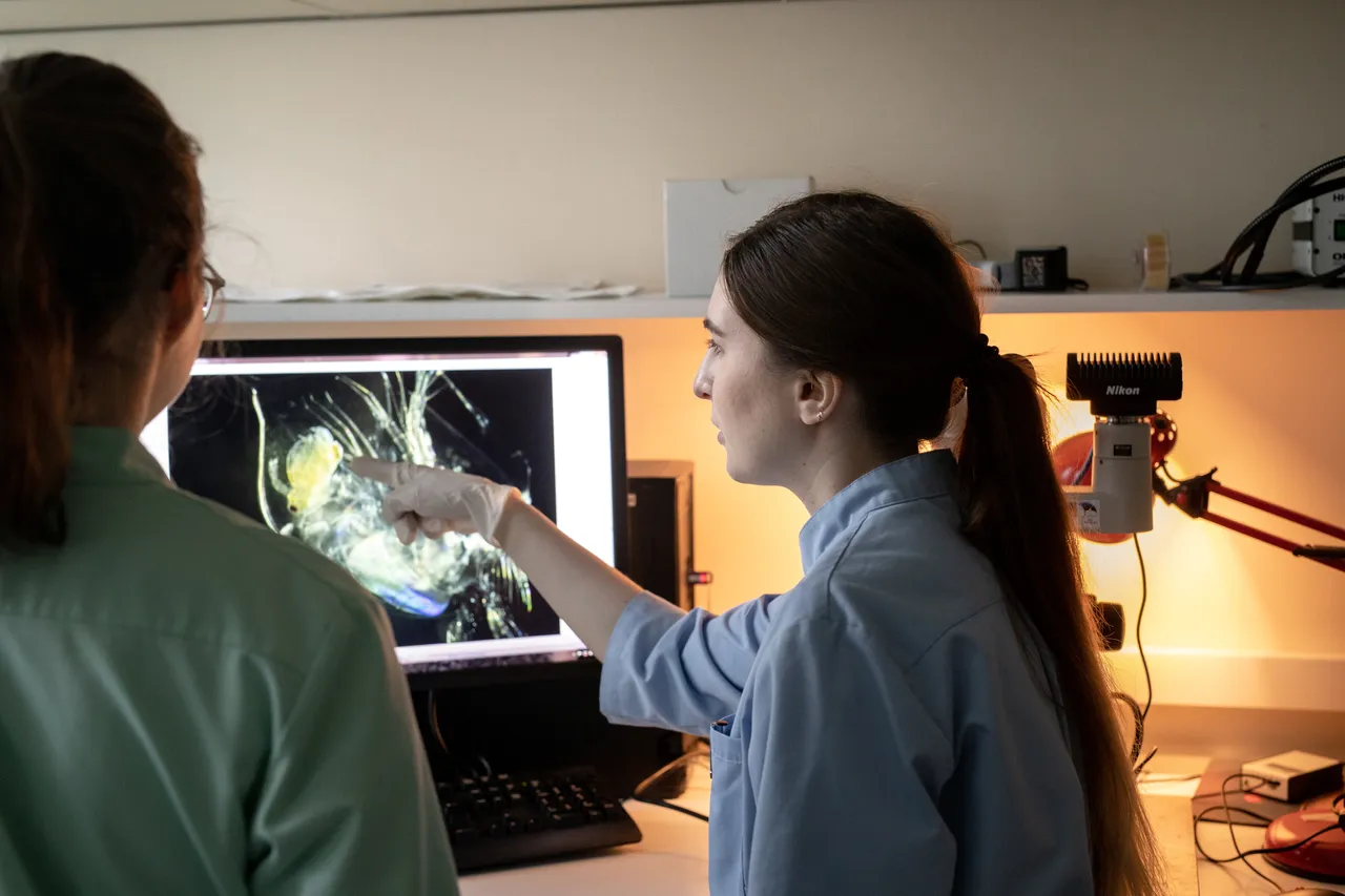 Analysing a potential hazard of microplastic