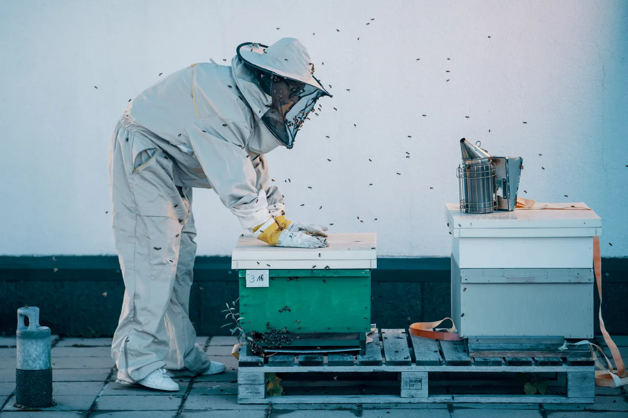 Beekeeping in the city on the roof of the building
