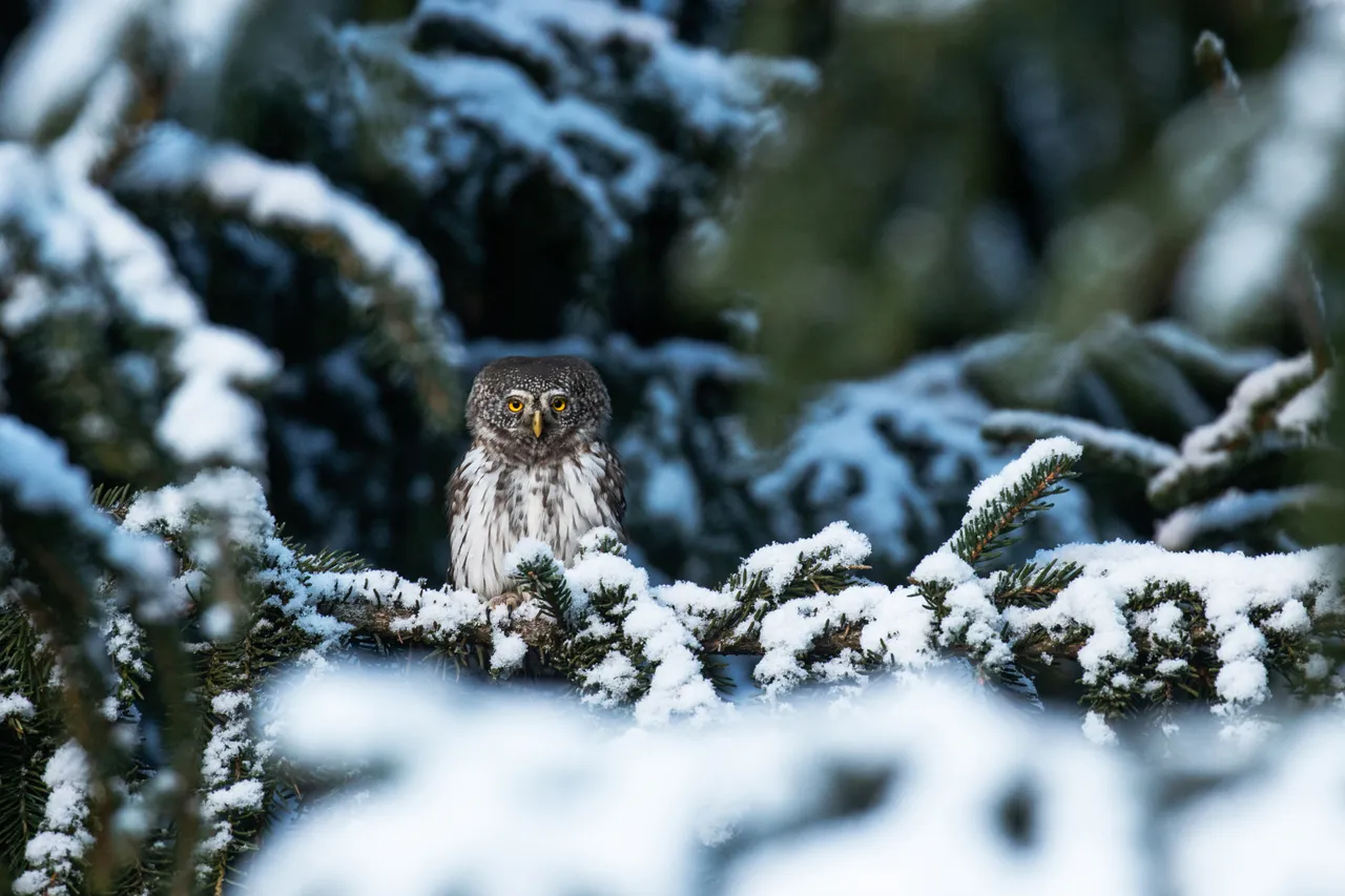 Eurasian Pygmy Owl