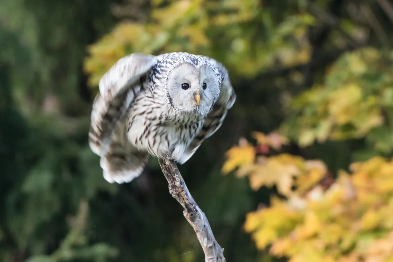 Ural owl