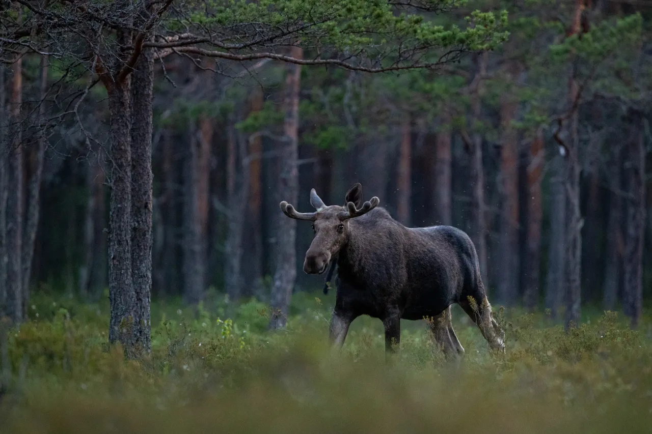 Moose