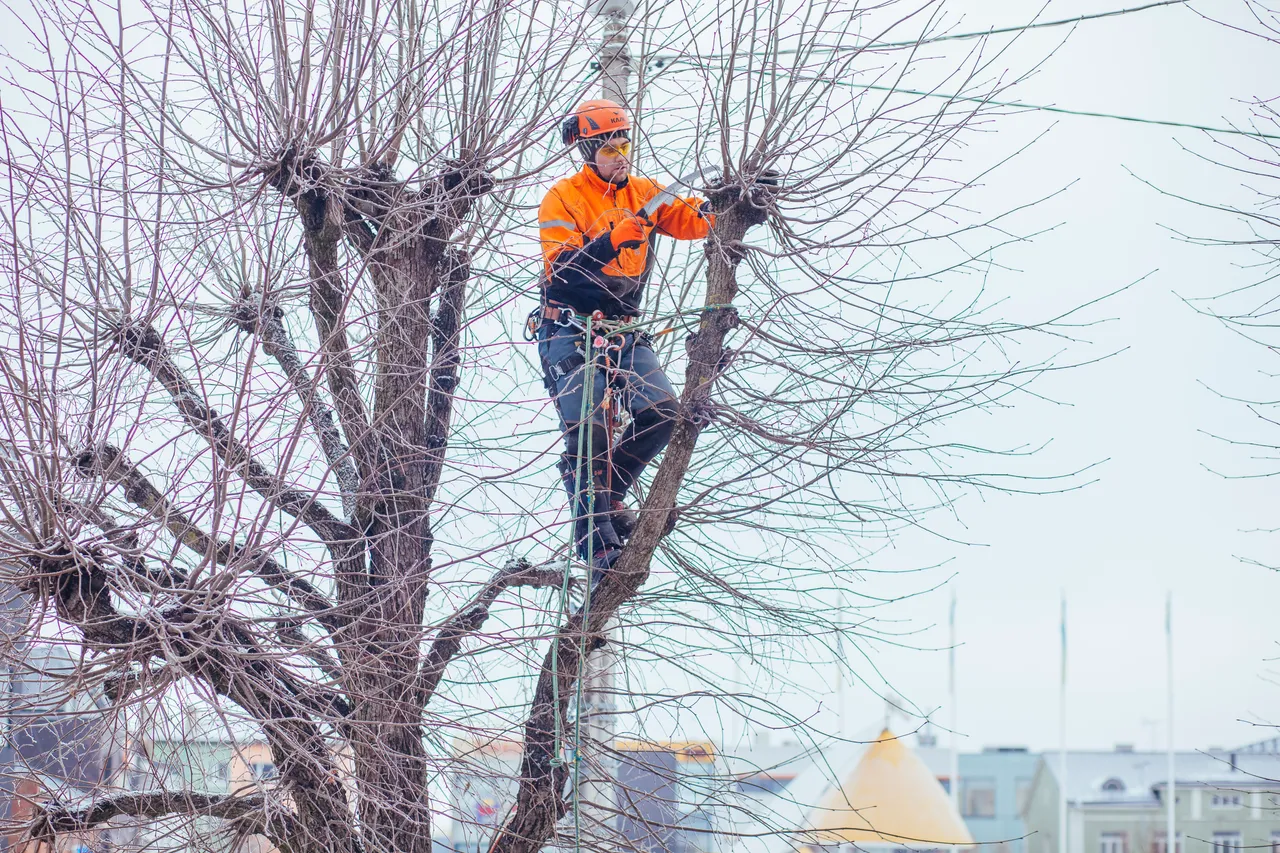 Man cutting tree branches