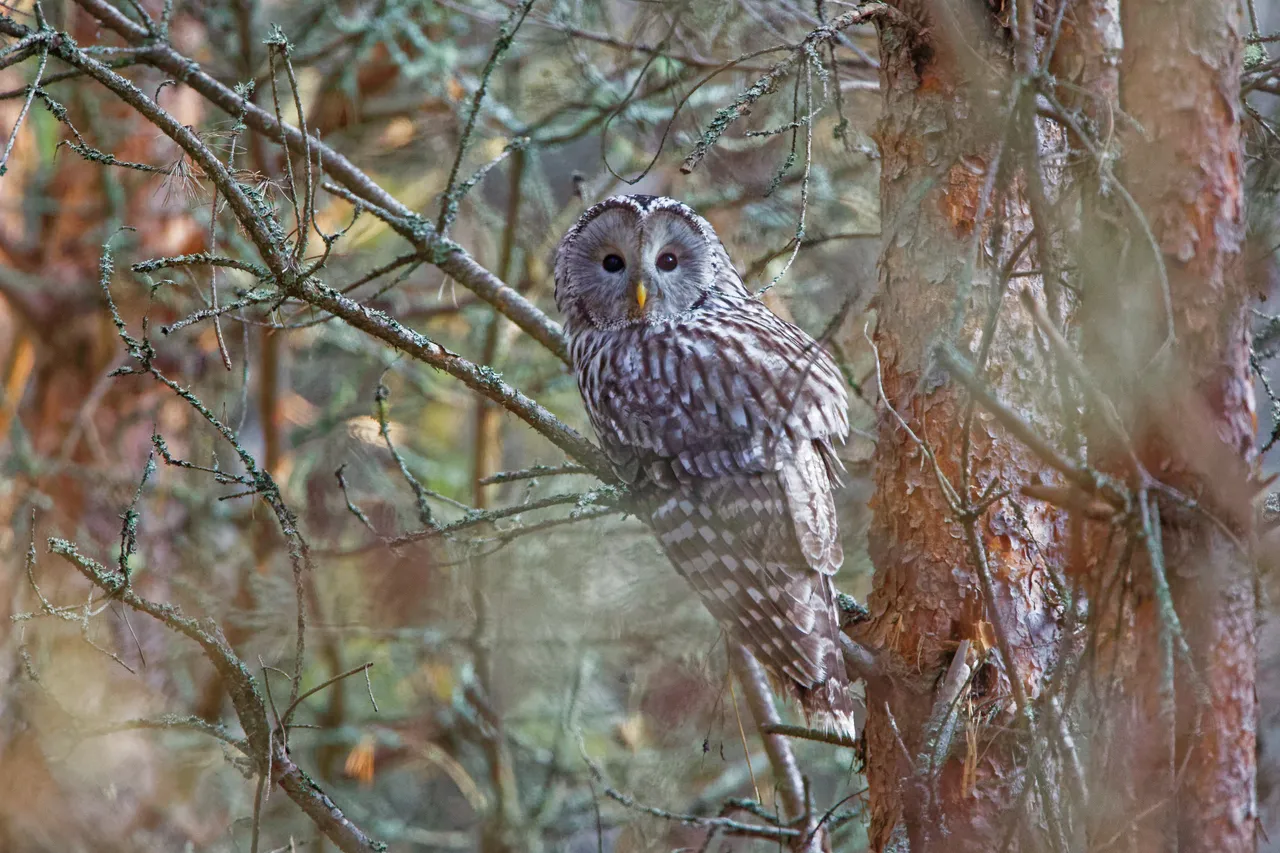 Owl in forest