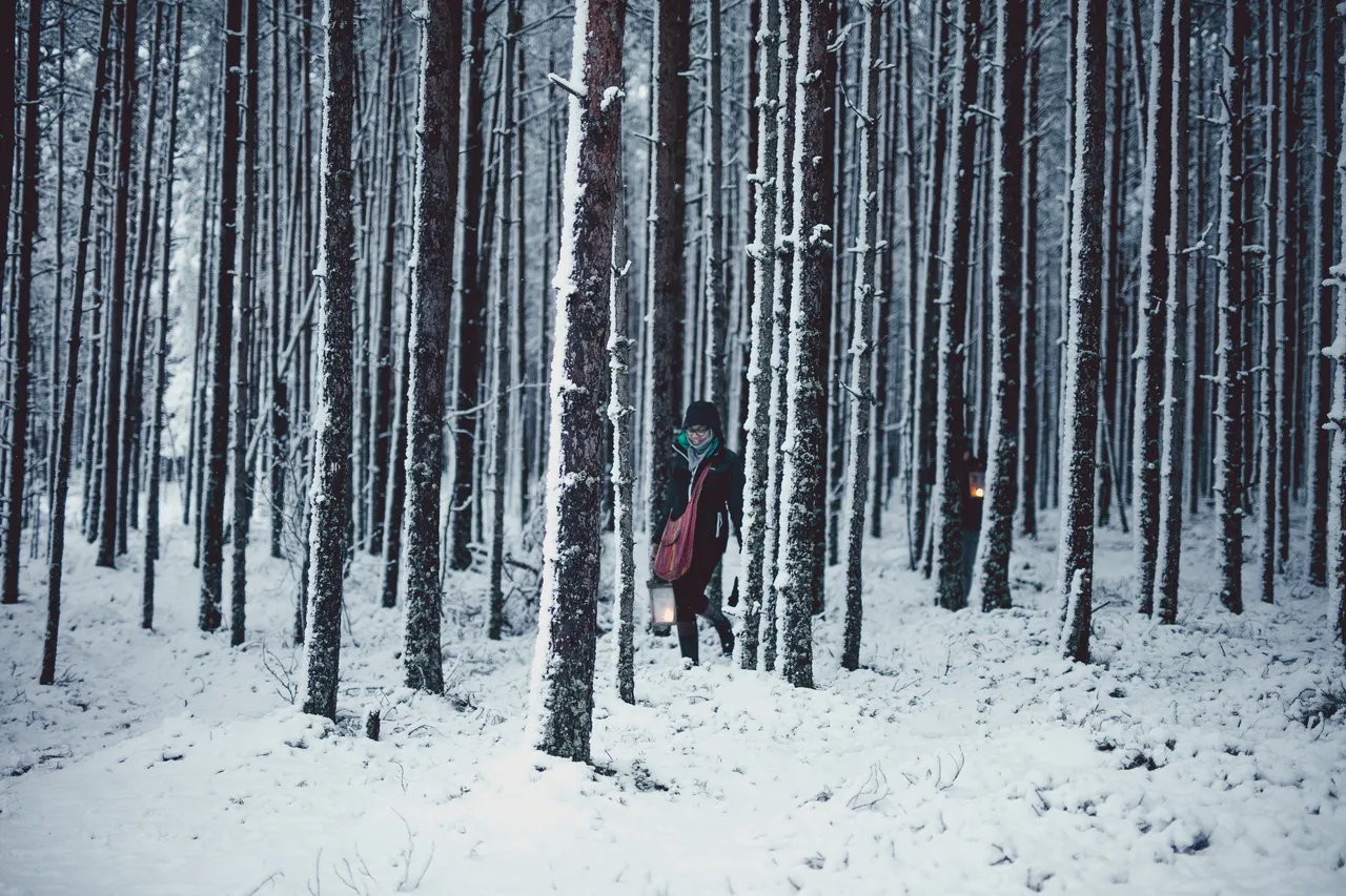 Winter forest