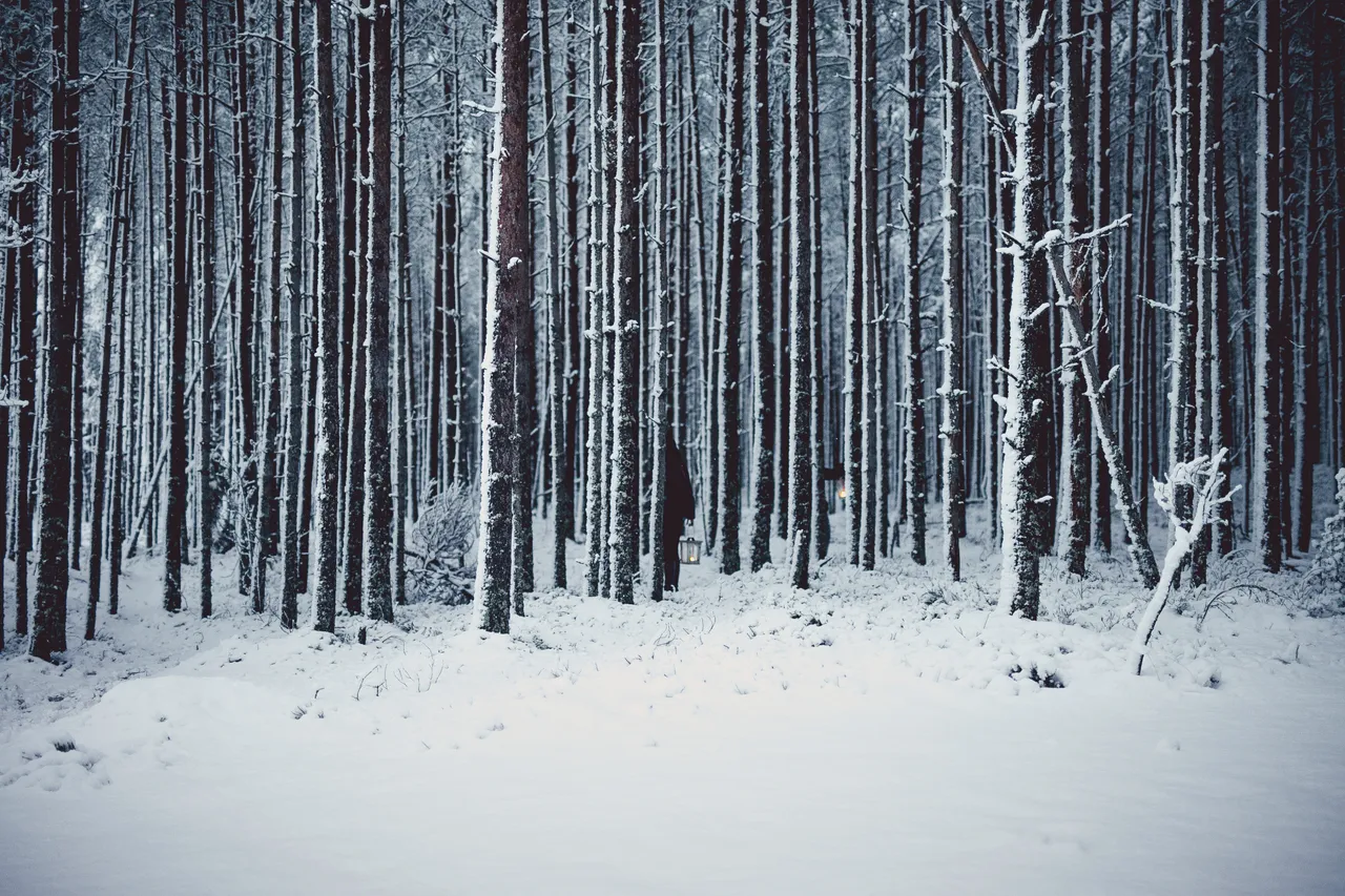 Snowy winter forest