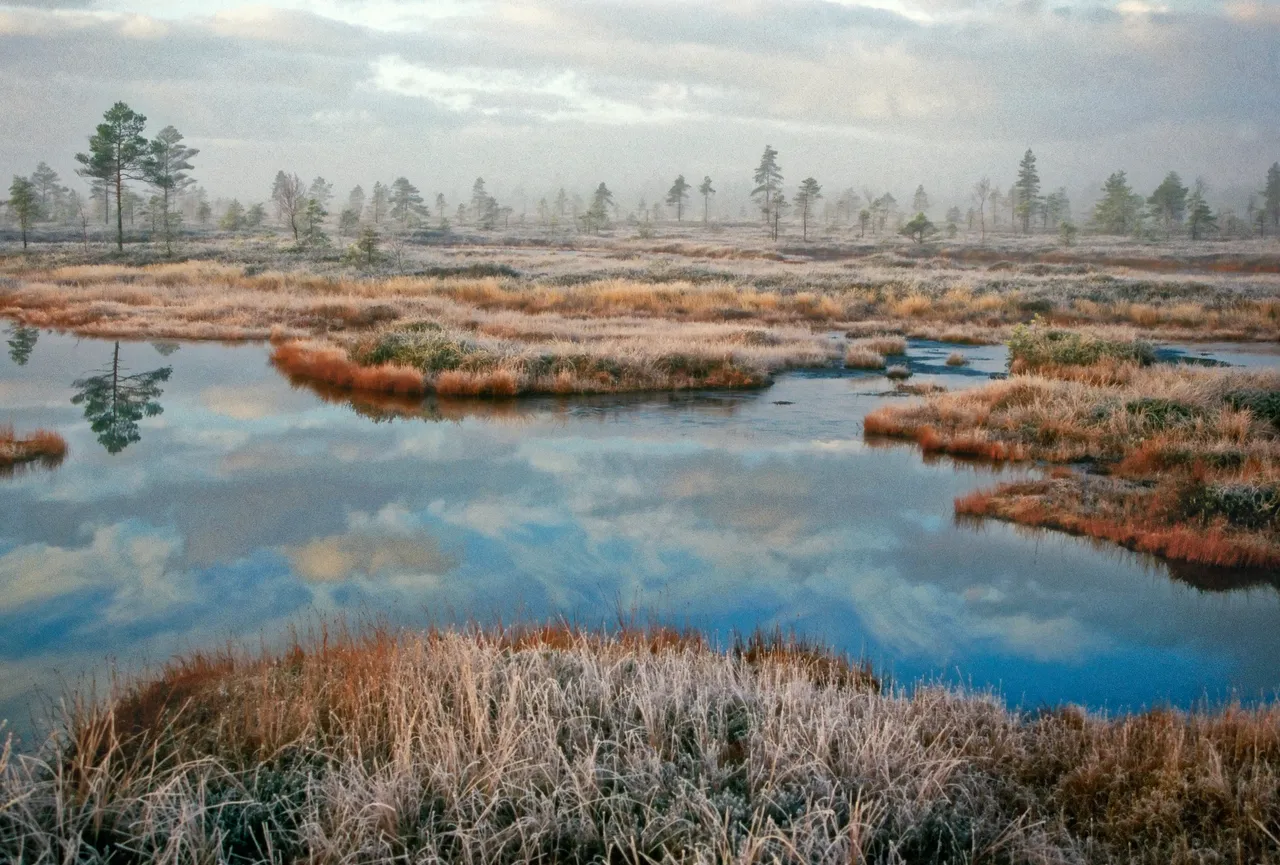 Winter bog