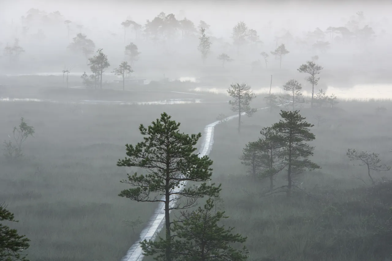 Soomaa National park trees