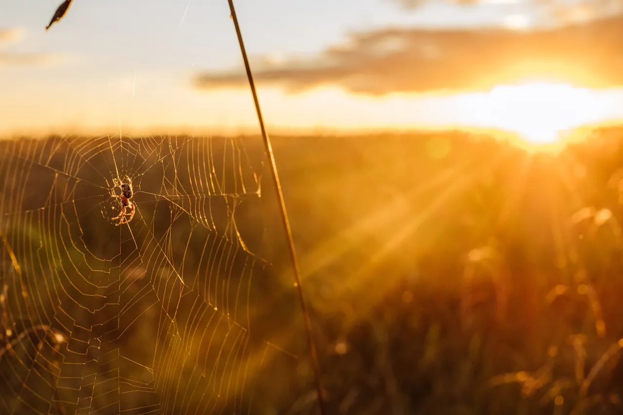 Spider web