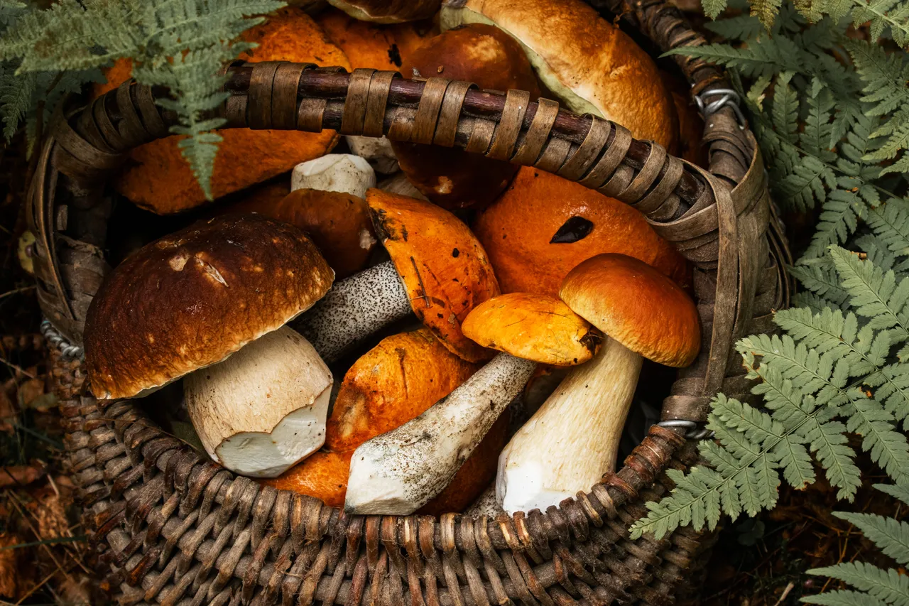 Mushroom basket