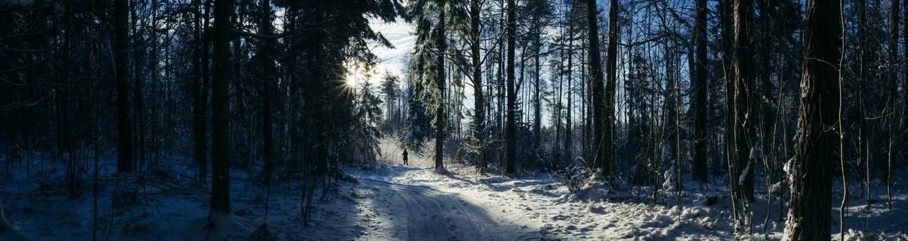 Winter Forest