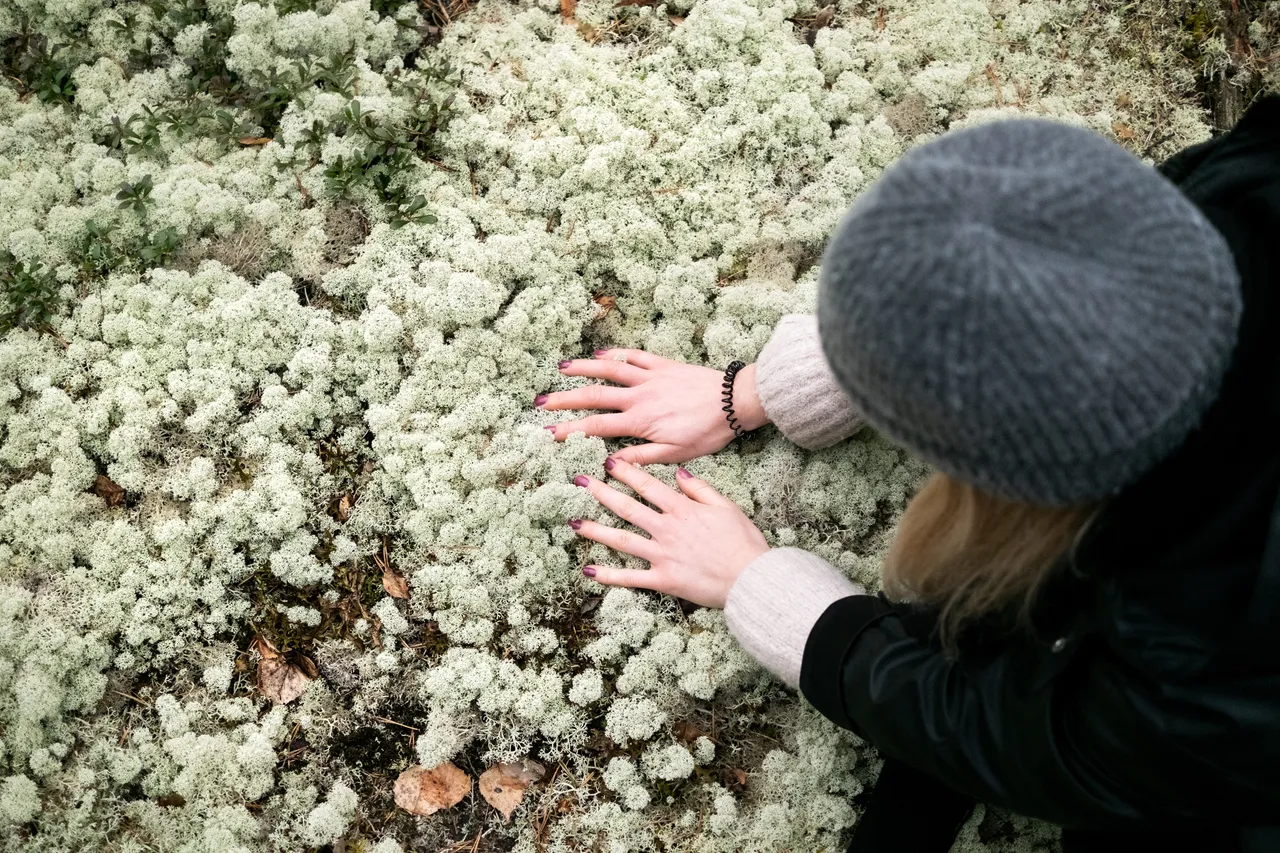 Reindeer lichen