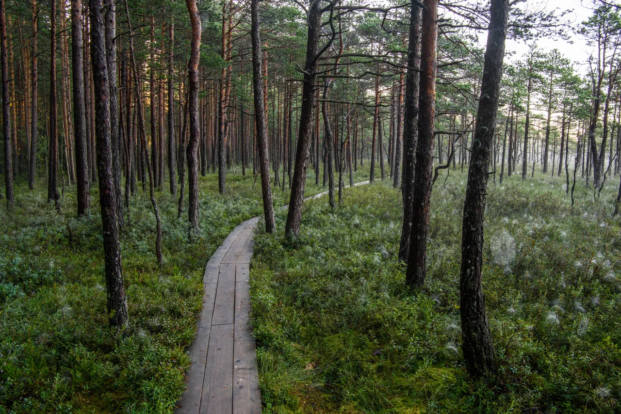 Soomaa National park forest
